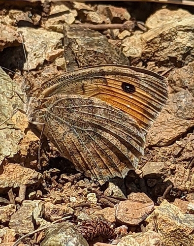 Dark Grayling