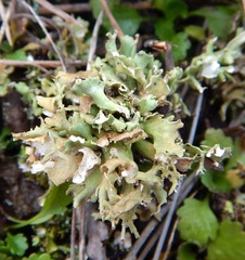 Cladonia turgida