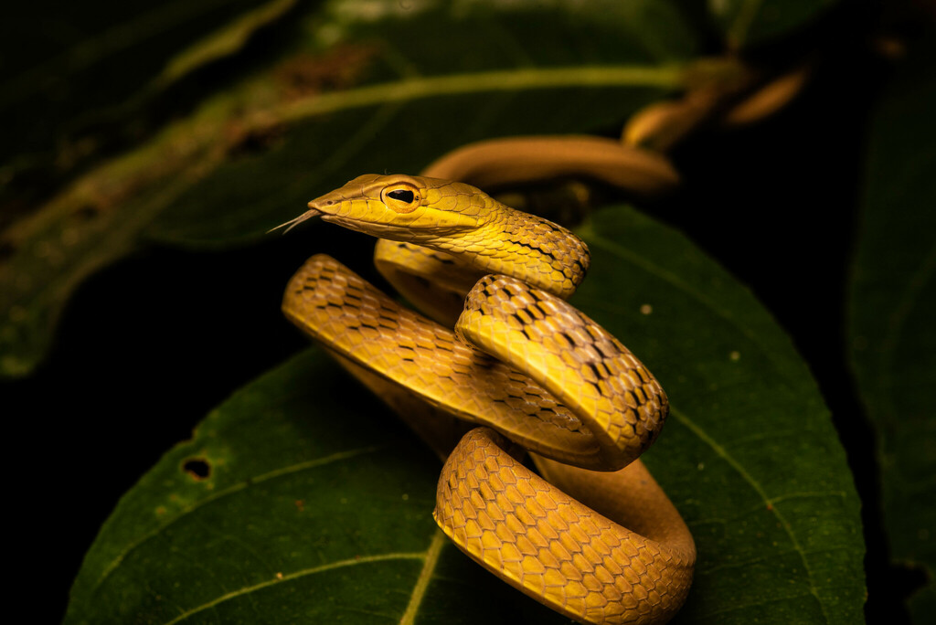 Oriental Whipsnake in March 2023 by Bob Zakaria · iNaturalist