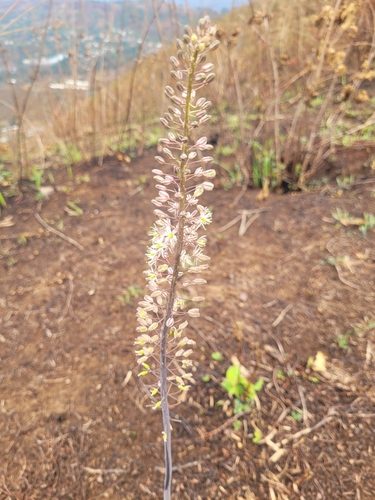 Tall Squill