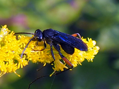 Ceropales bipunctata
