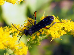Ceropales bipunctata