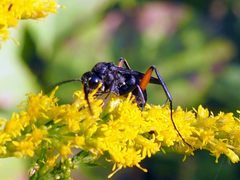 Ceropales bipunctata
