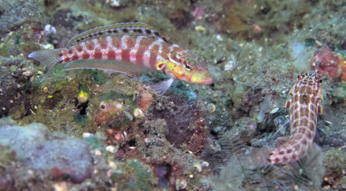 Redspotted grubfish (Parapercis schauinslandii) — Pinguipedidae — 4