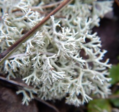 Cladonia arbuscula mitis