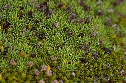 Abrotanella inconspicua (Abrotanella inconspicua)