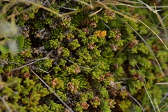 Veronica densifolia