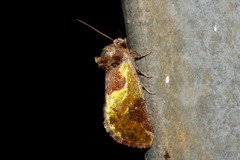 Chalcopasta fulgens