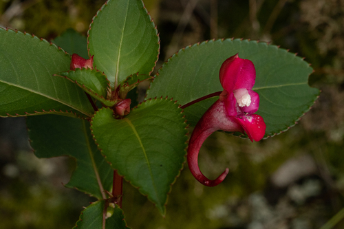 Impatiens salpinx image