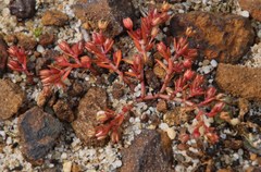 Crassula vaillantii