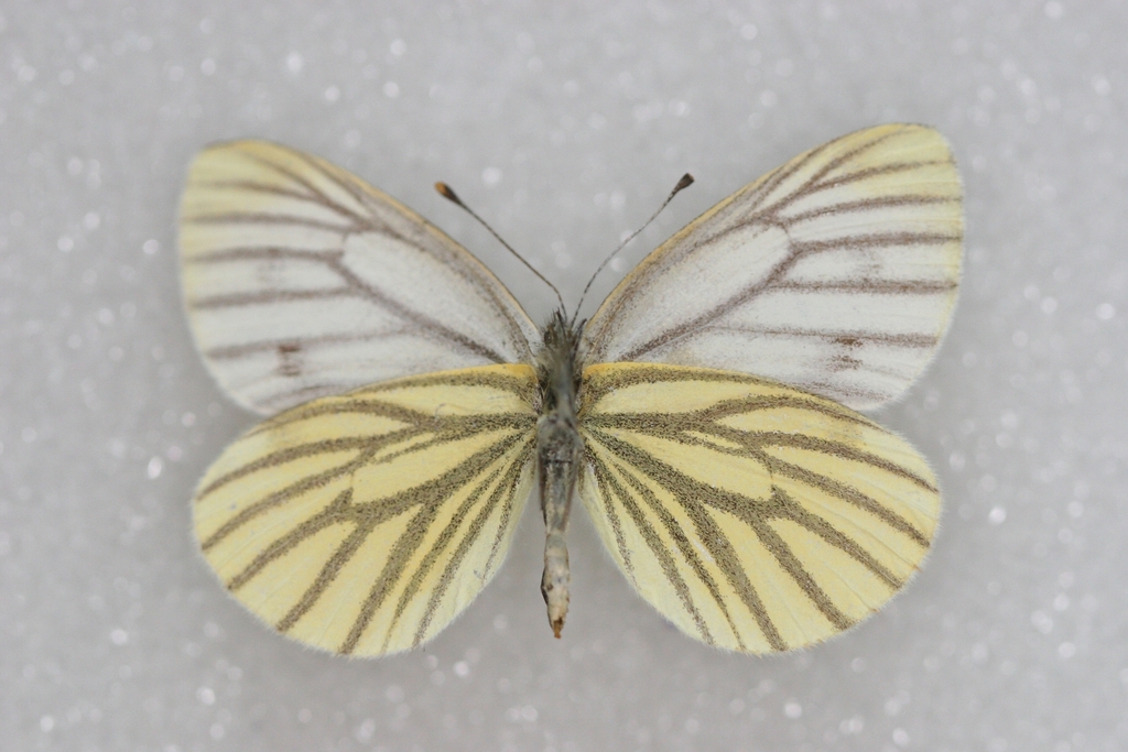 Arctic White