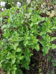 Acanthospermum hispidum