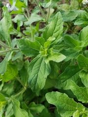 Acanthospermum hispidum