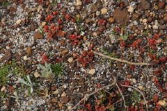 Crassula vaillantii
