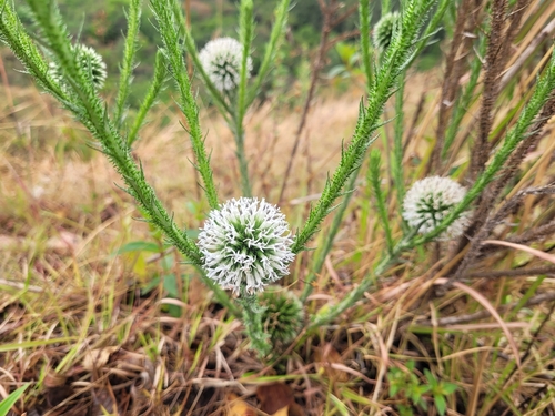 Echinops gracilis