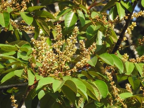 Canarium strictum Roxb.