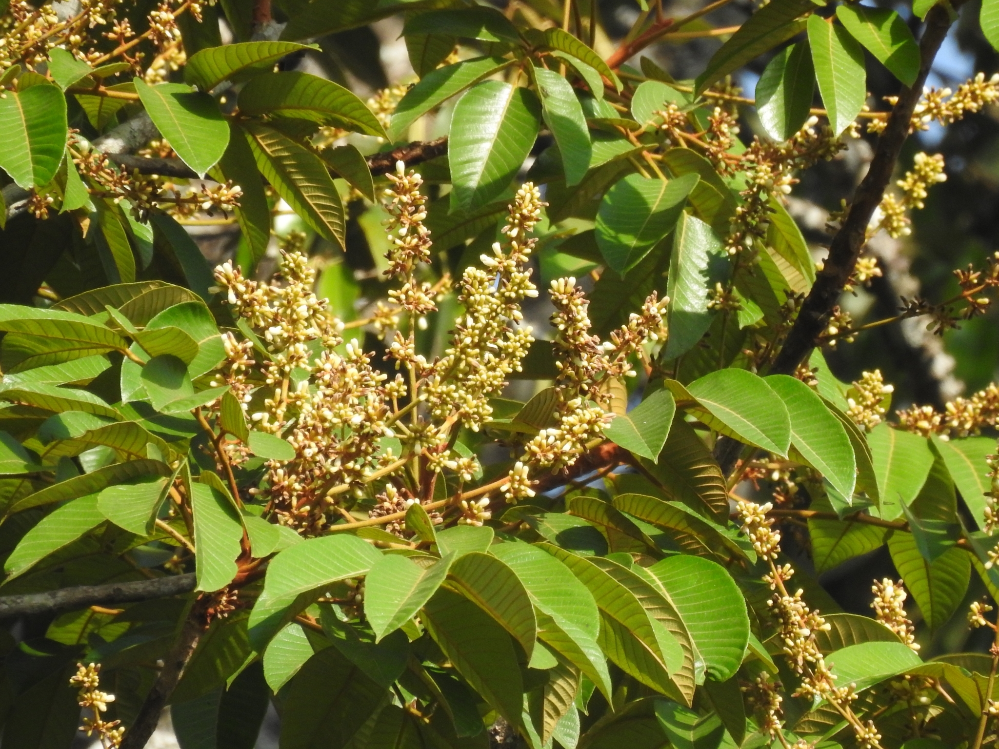 Canarium strictum