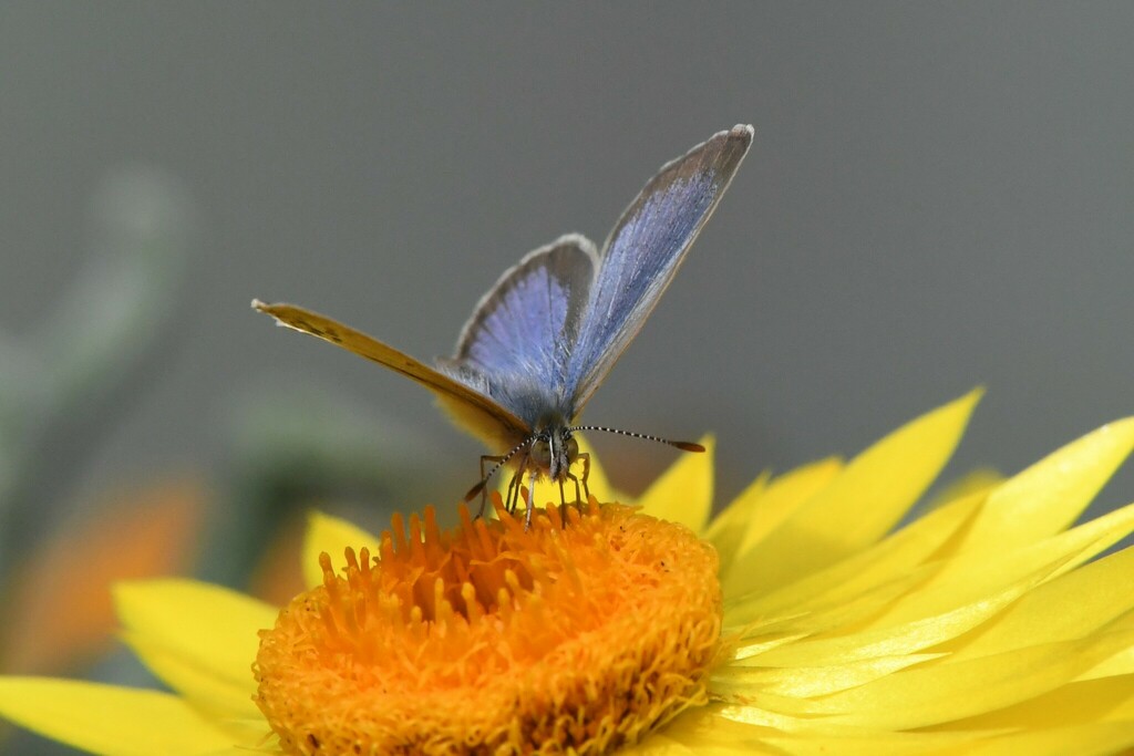 Lesser Grass Blue from St Andrews VIC 3761, Australia on March 9, 2023