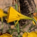 Narcissus bulbocodium - Photo (c) jmneiva,  זכויות יוצרים חלקיות (CC BY-NC), הועלה על ידי jmneiva