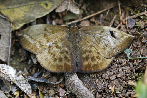 Pale Sicklewing