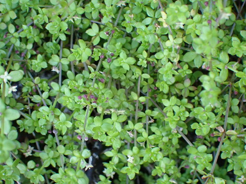Image of Galium propinquum by (c) Leon Perrie, some rights reserved (CC BY)