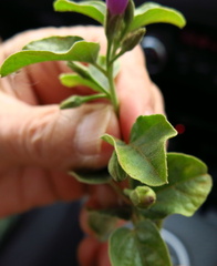 Astripomoea malvacea, photograph author not stated, no rights reserved
