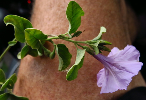 Astripomoea malvacea, photograph 5