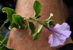 author not stated, no rights reserved Astripomoea malvacea, photograph author not stated, no rights reserved