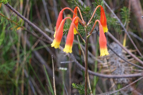 Blandfordia nobilis (Blandfordia nobilis)