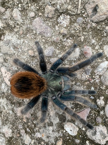 North American Cobalt Tarantula