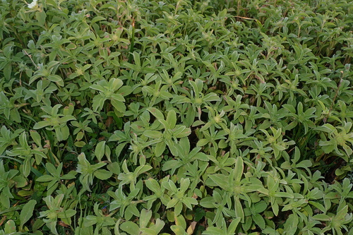 Image of Lomelosia prolifera by (c) Julien Renoult, some rights reserved (CC BY)