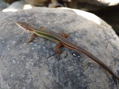 Green-Spotted Grass Lizard photo 3