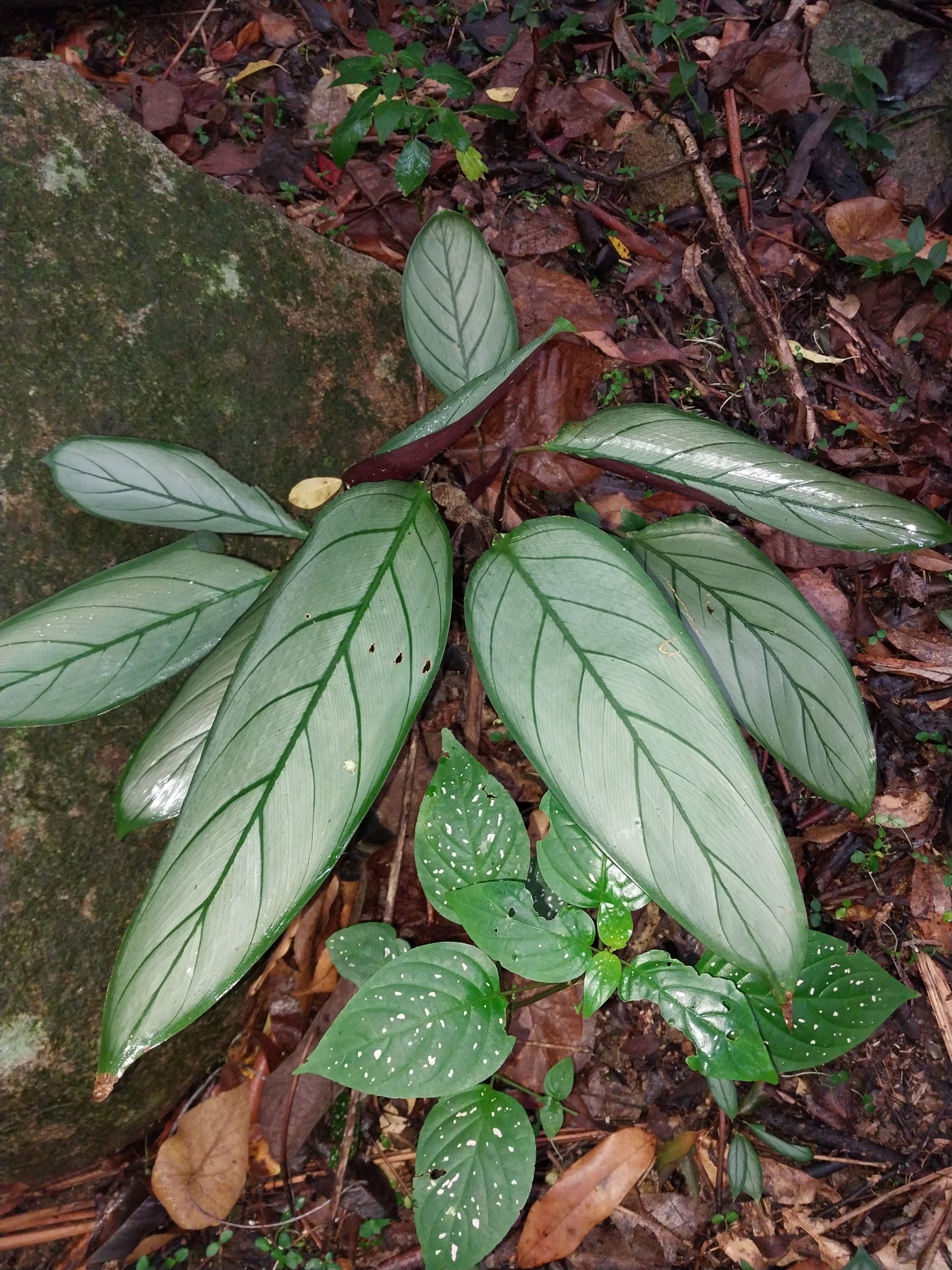 Imagem de Maranta