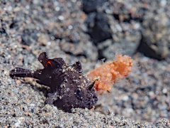 Ocellated Frogfish photo 4