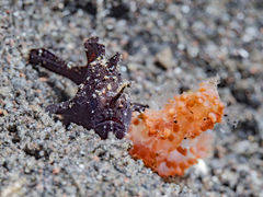 Ocellated Frogfish photo 3
