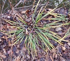 Piptatheropsis pungens