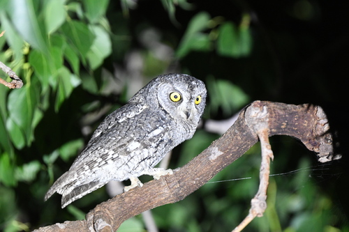 Cyprus Scops Owl (Otus cyprius), photo 10