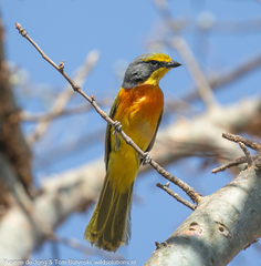 Orange-Breasted Bushshrike photo 3