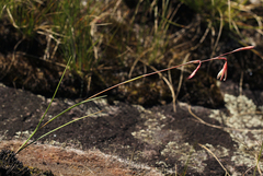 Hesperantha ballii image