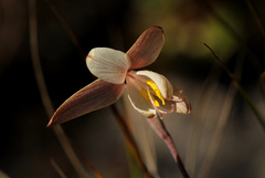 Hesperantha ballii image