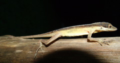 Anolis gaigei