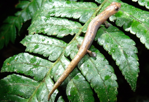 Bolitoglossa lignicolor