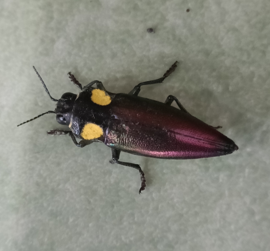 Cyphogastra lansbergei