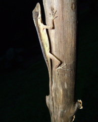 Anolis gaigei