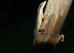 Anolis gaigei