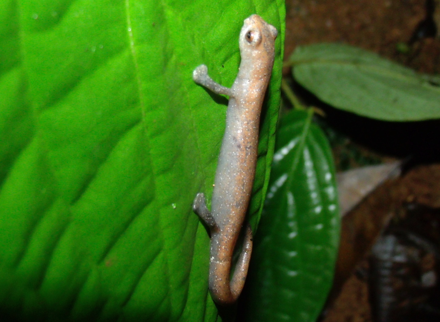 Bolitoglossa lignicolor (Peters, 1873)