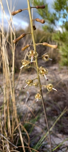 Image of Satin Squill by (c) Danie Palm, some rights reserved (CC BY)