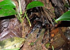 Sericopelma