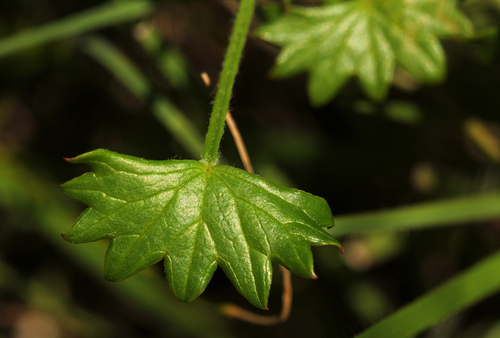 Centella obtriangularis image