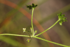 Centella obtriangularis image